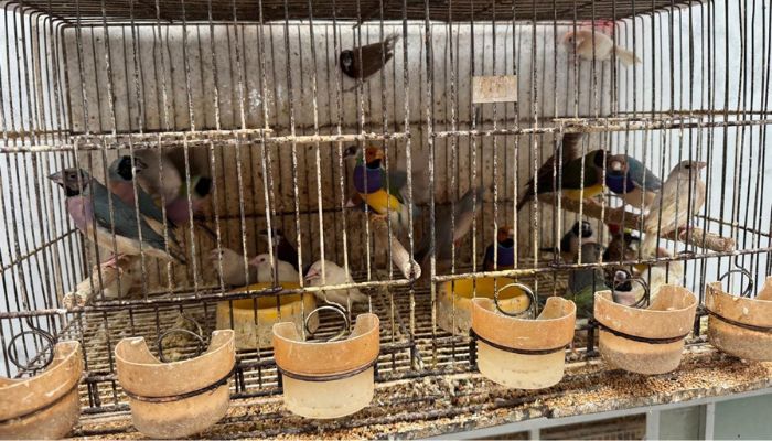  Abril Laranja: maus-tratos de animais não se limitam à agressão física, alerta PCPR